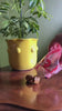 Datekin Premium Sukkari Dates Natural On The Go Snack